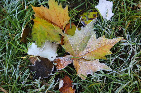 Fallen leaves of autumn trees on the grass covered with frost