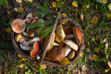 a wicker basket filled with wild mushrooms on the background of autumn leaves