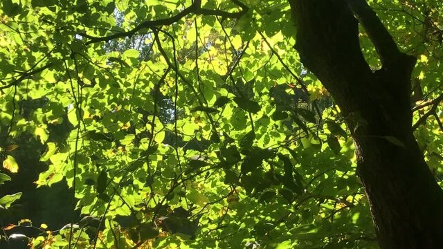 Leaves in Breeze by Shimmering Riverside Sunlight