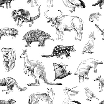 Hand Drawn Seamless Pattern Of Australian Animals