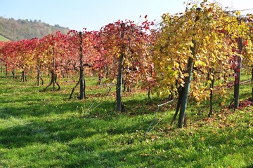 red leaves of black lambrusco grapes in a vineyard in September in the countryside of Spezzano,...