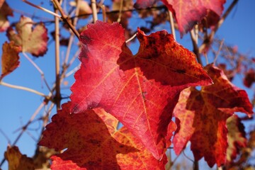 red leaves of black lambrusco grapes in a vineyard in September in the countryside of Spezzano, Modena, Emilia Romagna, Italy