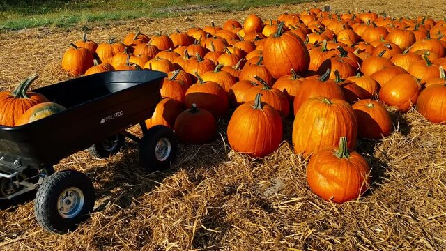 Transporting pumpkins on a garden wheelbarrow on a sunny autumn day