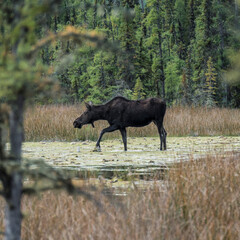 Naklejka na ściany i meble Moose in the field