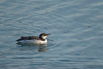 Guillemot bird in the water
