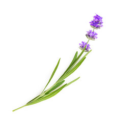 Flower violet lavender herb isolated on white background.