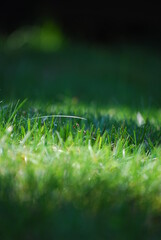 Fototapeta zielona trawa z kroplami rosy obraz