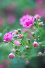różowe kwiaty w ogrodzie - obrazy, fototapety, plakaty
