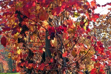 red leaves of black lambrusco grapes in a vineyard in September in the countryside of Spezzano,...