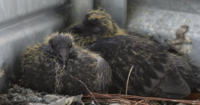 Close up of two squabs of pigeon in the nest. Columba livia domestica species. Baby Pigeons in the nest waiting for food from their mother. Moving focus on both of them.