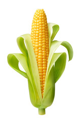 Ear of corn isolated on a white background. Fresh corncob.