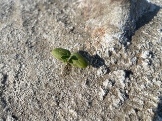 Life in the middle of desert. The plant sprouted through the sand.