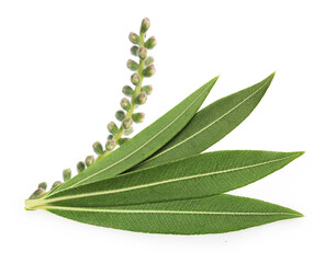 Tea tree, Melaleuca twig with dried leaves and seeds isolated on white background.