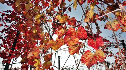 autumn red leaves close up background