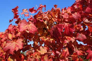 Autumn foliage: close-up of red leaves of a red grape vineyard