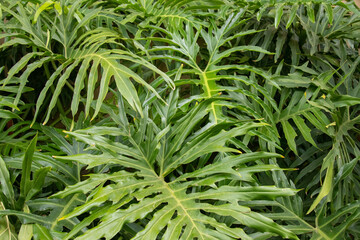 Detalhe de folha de guaimbe philodendron bipinnatifidum em dia de sol 