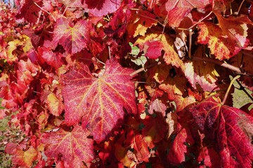 autumn red leaves close up background