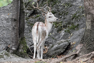 Young fallow deer male in mountain region (Dama dama)