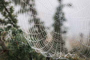 Closeup view of cobweb with dew drops on plants outdoors