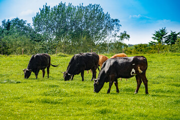 Naklejka na ściany i meble Cows On On Farmland. Herd of cows at summer green field