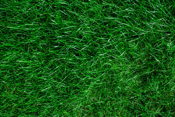 Green grass realistic textured background