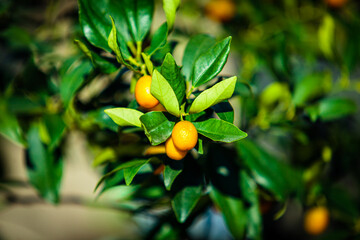Small tangerine tree. Fortunella margarita Kumquats