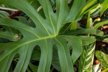 Obraz premium Folha verde da costela de adão ou monstera deliciosa