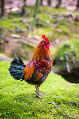  Brightly colored feral rooster. Portrait Of Rooster