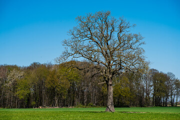 Field, Tree And Blue Sky