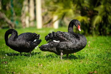 Two black swans (Cygnus atratus).