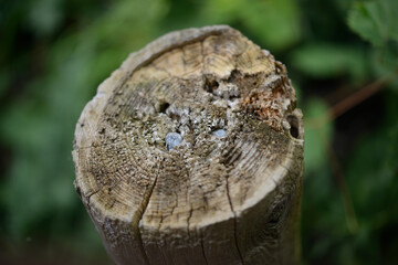 old wooden stump or post