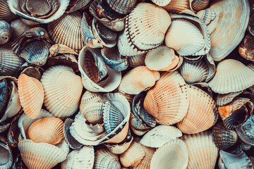 variety of sea shells from beach