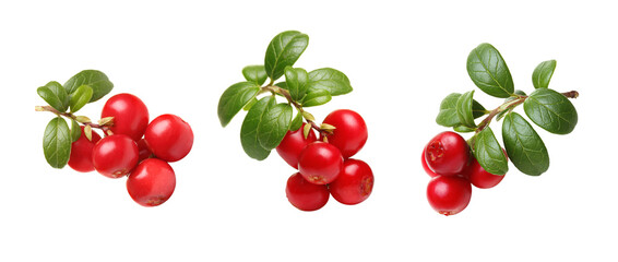 Fresh wild lingonberry berries with stem and leaves isolated on white background. Set of red cowberry.