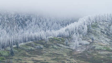 Fototapeta premium Frozen Fog on Trees with Low Clouds in Paradise Valley