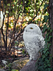 Fototapeta premium Snowy owl at Zoo with beautiful white plumage
