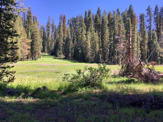 Breathtaking scenic landscape nature scenery panorama inside Yosemite National Park, California...