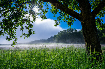 Fototapeta premium Nebel Baum Sonne