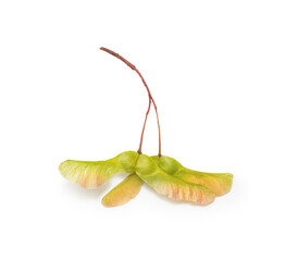 Yellow maple seeds on a white background