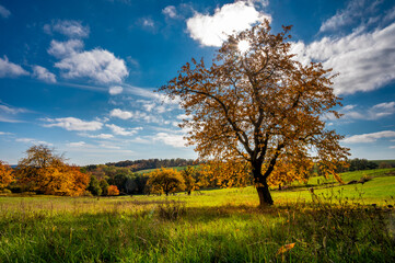 Fototapeta premium Herbst Baum Laub goldener Oktober