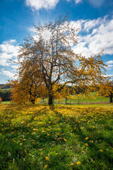 Herbst Baum Laub goldener Oktober