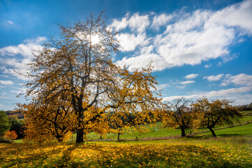 Herbst Baum Laub goldener Oktober