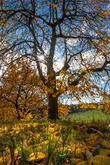 Herbst Baum Laub goldener Oktober