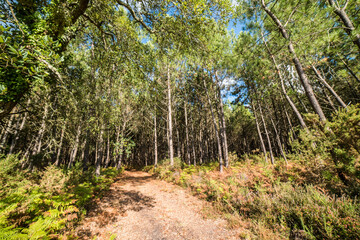 Obraz premium landscape of a forest in the southwest of France taken with a wide angle