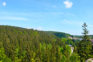 Green forest against the blue sky on a sunny day.