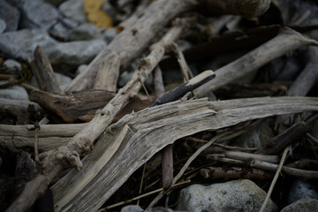 pieces of driftwood