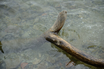 log partly submerged in water