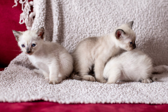 Little Siamese kittens with blue eyes on a couch