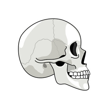 Skull profile. Gray skulls picture on white background, halftone anatomy symbol, illustrated dead human head simple sketch, skeleton chump drawing isolated on white