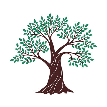 Tree green drawing. Oak graphics, environment religious creative knowledge logo branding element, genealogy wood vector illustration on white