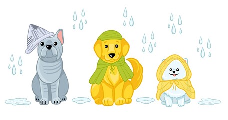 Dogs breed isolated vector clipart. Illustration of golden retriever, pomeranian, bulldog in autumn clothes from rainy weather in cartoon style on white background.